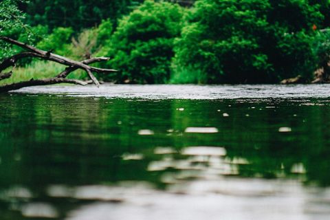 Дерево над водой